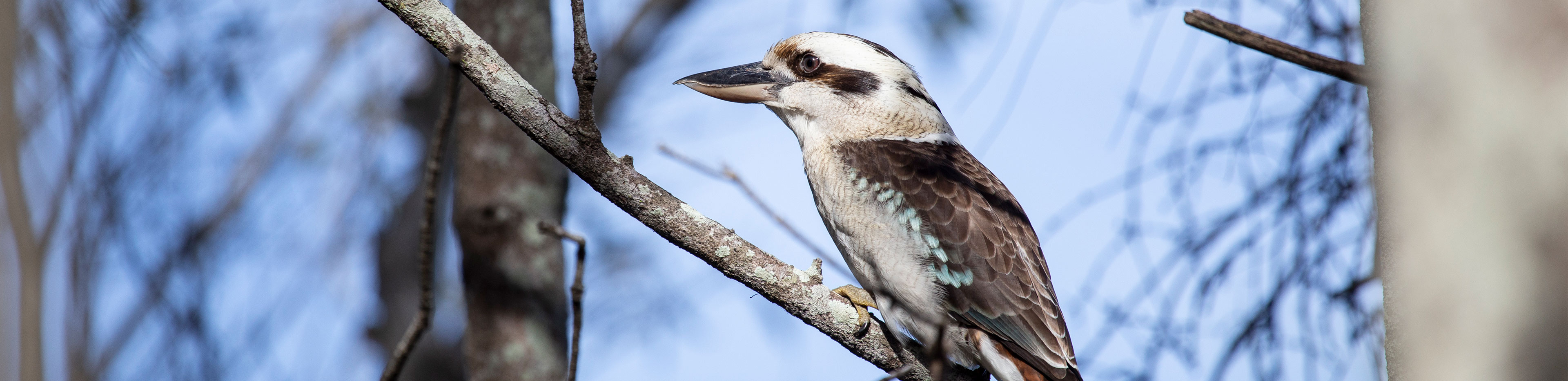 Australian Bird Count Kookaburra